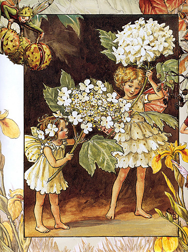 The Guelder Rose Fairy